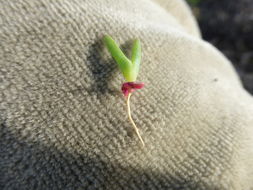 Carpobrotus chilensis (Molina) N. E. Br. resmi