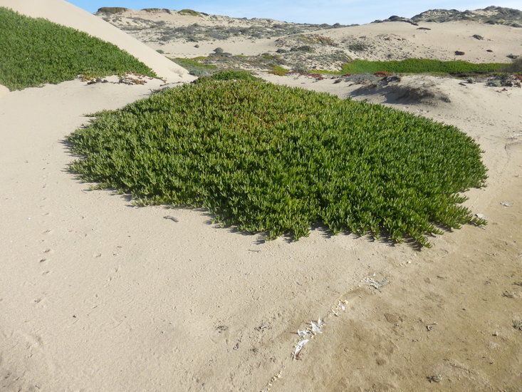 Carpobrotus chilensis (Molina) N. E. Br. resmi