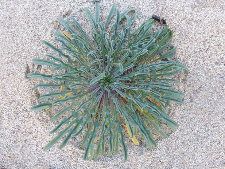 Image of coast wallflower