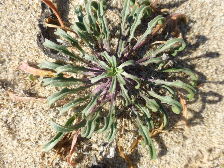 Image of coast wallflower