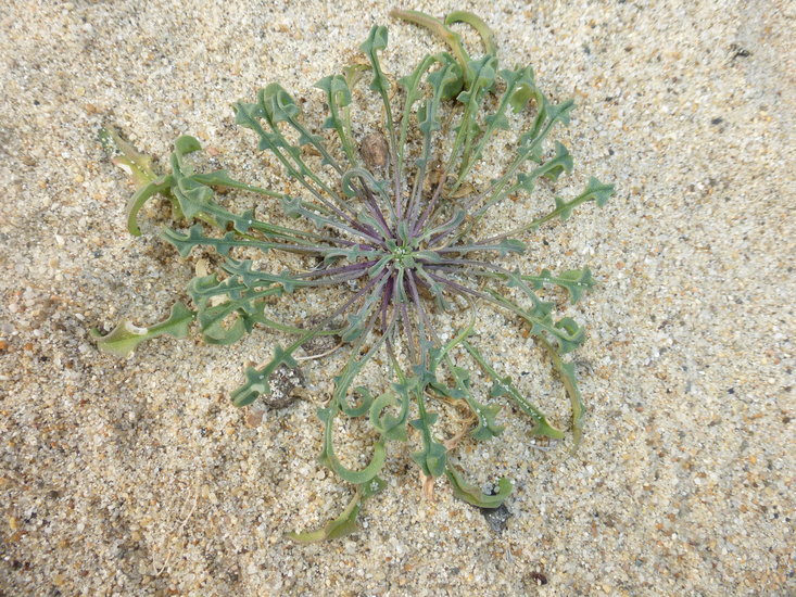 Image of coast wallflower