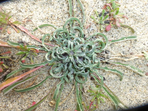 Image of coast wallflower