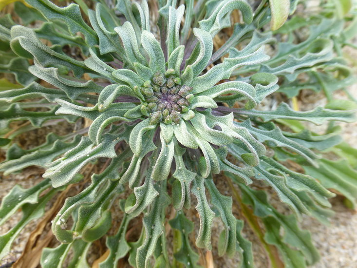 Image of coast wallflower