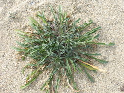 Image of coast wallflower