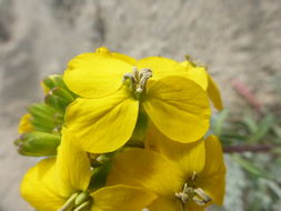 Image of coast wallflower