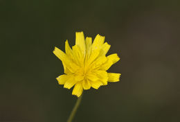 Image of smooth hawksbeard