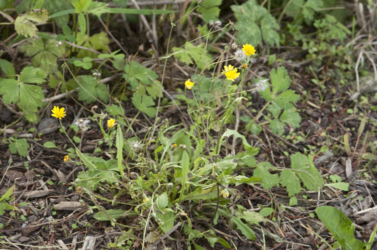 Image of smooth hawksbeard