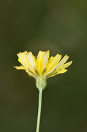 Image of smooth hawksbeard