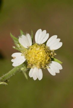 Polymnia canadensis L. resmi