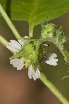 Image of whiteflower leafcup