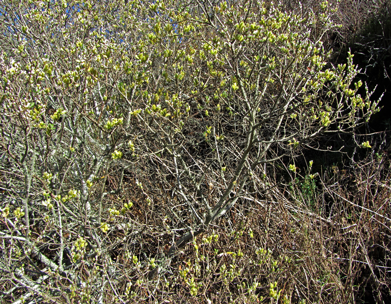 Image of Sitka willow