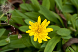 Image of mountain dwarfdandelion