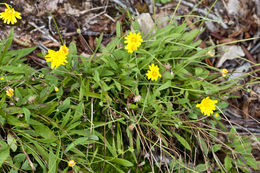 Image of mountain dwarfdandelion