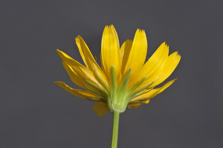 Image of mountain dwarfdandelion