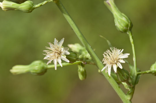 Imagem de Lactuca canadensis L.