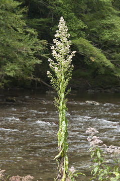 Imagem de Lactuca canadensis L.