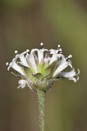 Image of snow squarestem