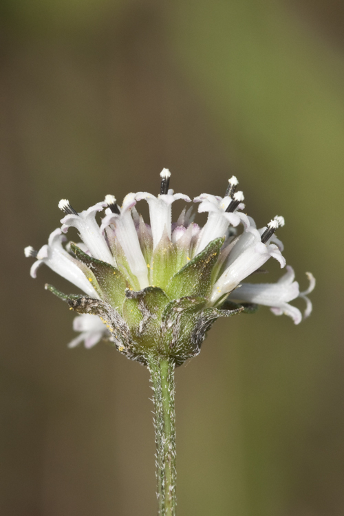 Sivun Melanthera nivea (L.) Small kuva