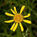 Image of oneflower honeycombhead