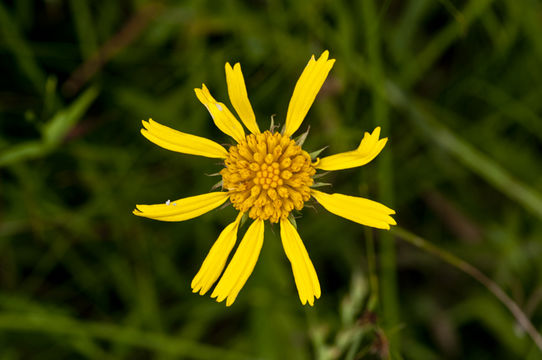 Image of oneflower honeycombhead