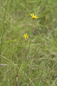 Image of oneflower honeycombhead