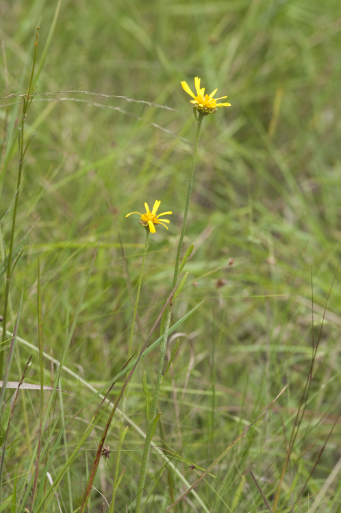 Plancia ëd Balduina uniflora Nutt.