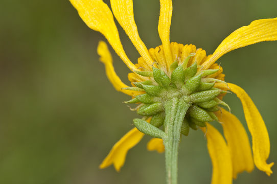 Image of oneflower honeycombhead