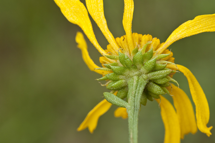 Plancia ëd Balduina uniflora Nutt.