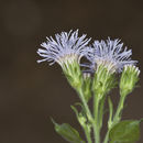 Image of blue boneset