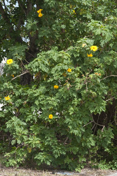 صورة Tithonia diversifolia (Hemsl.) A. Gray