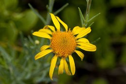 Clappia suaedifolia A. Gray resmi