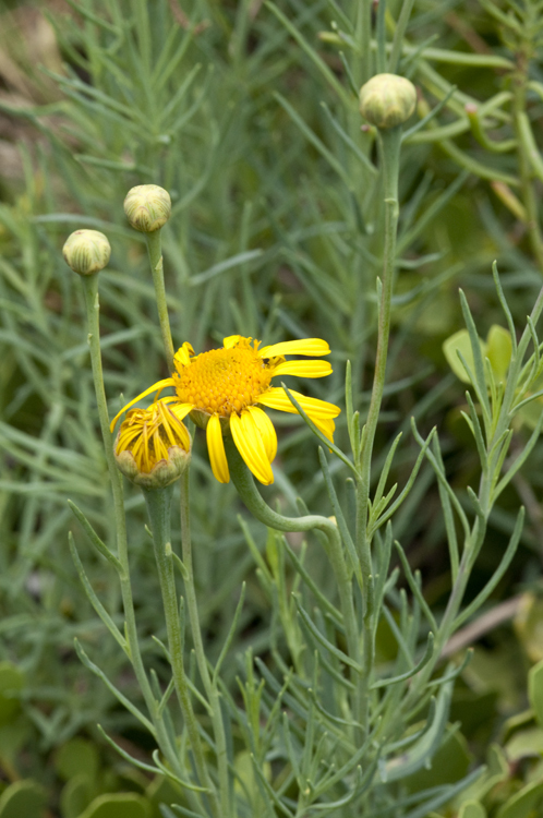 Clappia suaedifolia A. Gray resmi