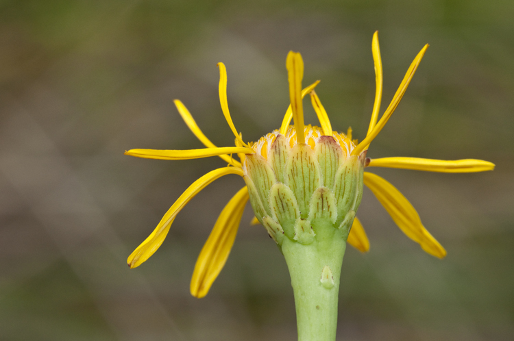 Clappia suaedifolia A. Gray resmi