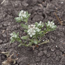 Image of spring pygmycudweed