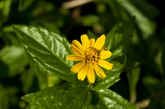 Imagem de Sphagneticola trilobata (L.) J. F. Pruski