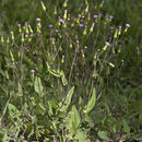 Image of lilac tasselflower