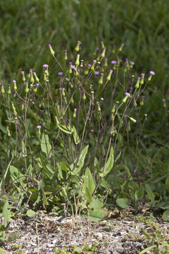 Image of lilac tasselflower