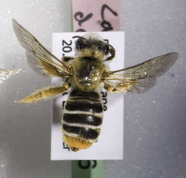 Image of Hairy-footed Bees