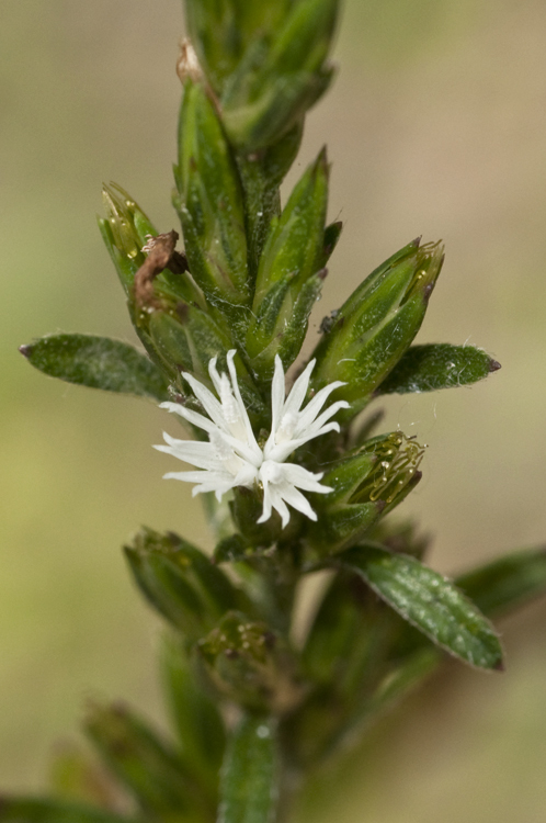 Pseudelephantopus spicatus (Juss. ex Aubl.) Rohr resmi