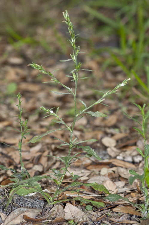 Pseudelephantopus spicatus (Juss. ex Aubl.) Rohr resmi