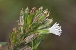 Pseudelephantopus spicatus (Juss. ex Aubl.) Rohr resmi