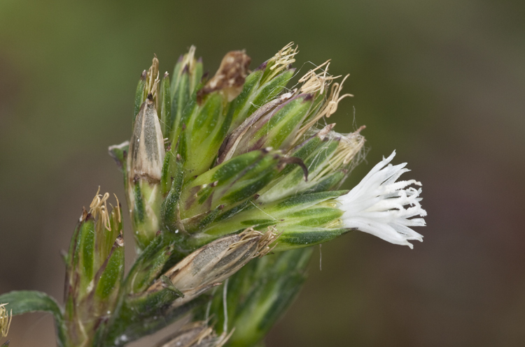 Pseudelephantopus spicatus (Juss. ex Aubl.) Rohr的圖片