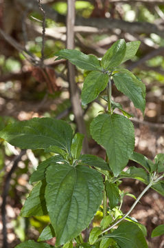 Plancia ëd Synedrella nodiflora (L.) Gaertn.