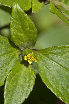 Plancia ëd Synedrella nodiflora (L.) Gaertn.