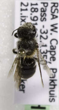 Image of Othinosmia Michener 1943