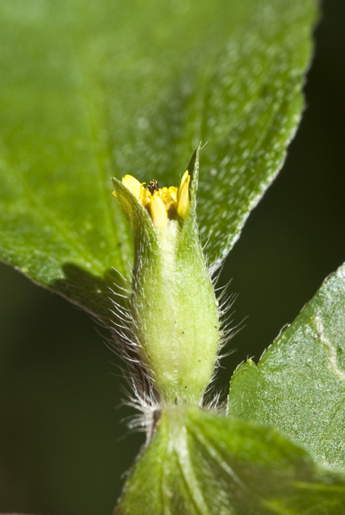 Plancia ëd Synedrella nodiflora (L.) Gaertn.