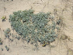 Image of common sandaster