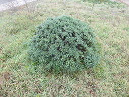 Image of California goldenbush