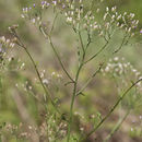 Image of ironweed