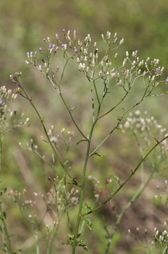 Image of little ironweed